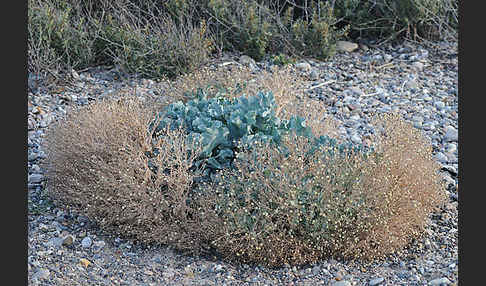 Meerkohl (Crambe maritima)