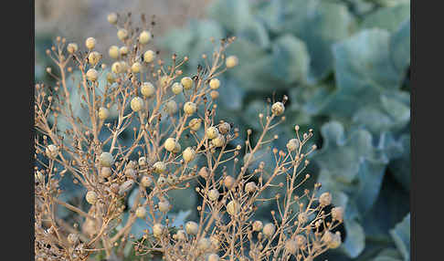 Meerkohl (Crambe maritima)