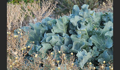 Meerkohl (Crambe maritima)