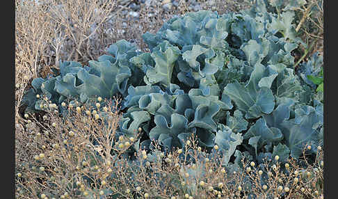 Meerkohl (Crambe maritima)