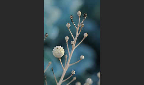 Meerkohl (Crambe maritima)