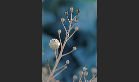 Meerkohl (Crambe maritima)