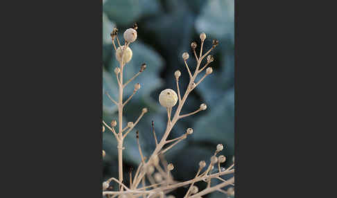 Meerkohl (Crambe maritima)