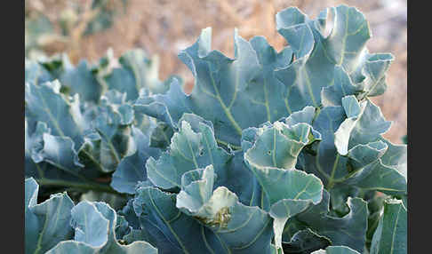 Meerkohl (Crambe maritima)