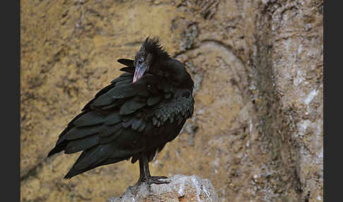 Waldrapp (Geronticus eremita)