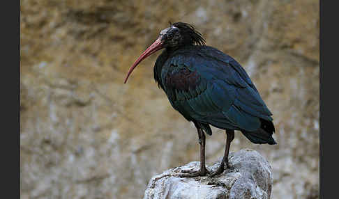 Waldrapp (Geronticus eremita)