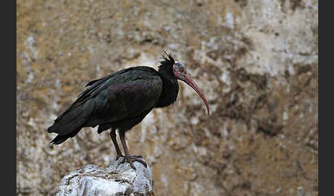 Waldrapp (Geronticus eremita)