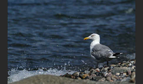 Silbermöwe (Larus argentatus)