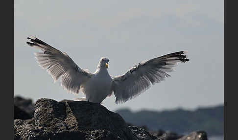 Silbermöwe (Larus argentatus)