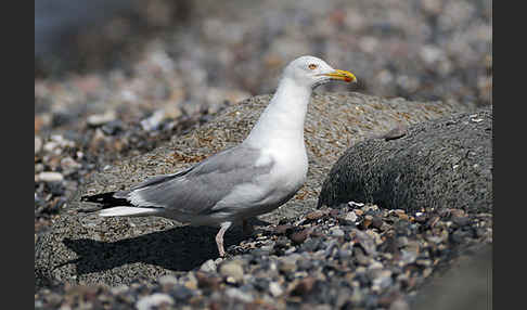 Silbermöwe (Larus argentatus)