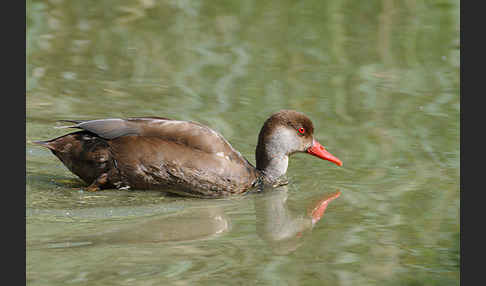 Kolbenente (Netta rufina)