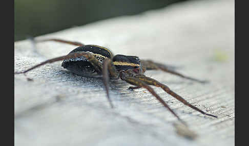 Gerandete Jagdspinne (Dolomedes fimbriatus)