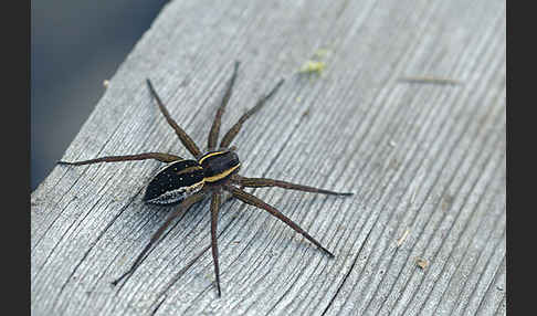 Gerandete Jagdspinne (Dolomedes fimbriatus)