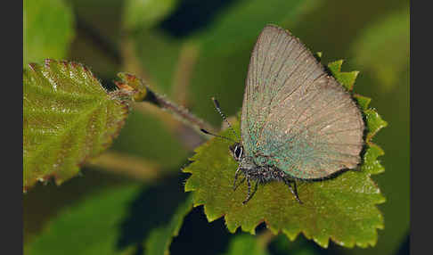 Brombeerzipfelfalter (Callophrys rubi)