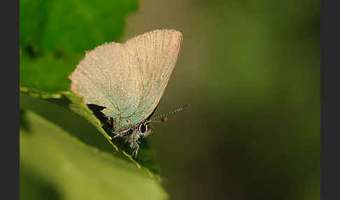 Brombeerzipfelfalter (Callophrys rubi)