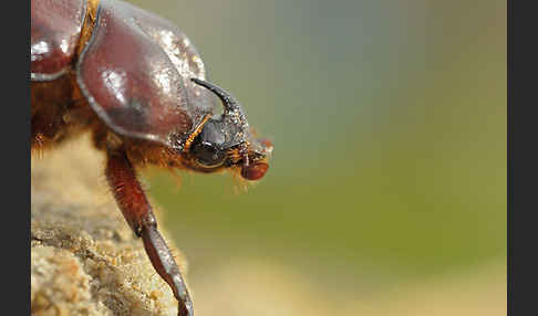 Nashornkäfer spec. (Phyllognathus excavatus)