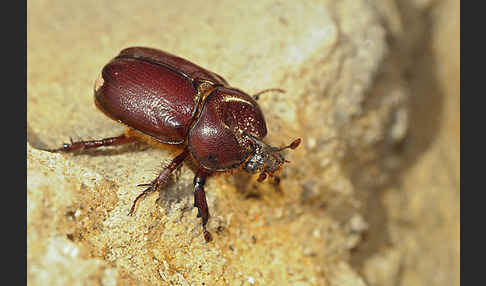 Nashornkäfer spec. (Phyllognathus excavatus)