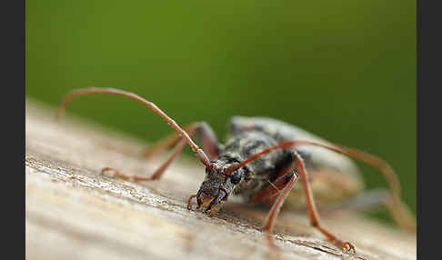 Schulterbock (Oxymirus cursor)