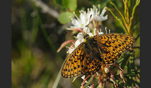 Randring-Perlmutterfalter (Boloria eunomia)