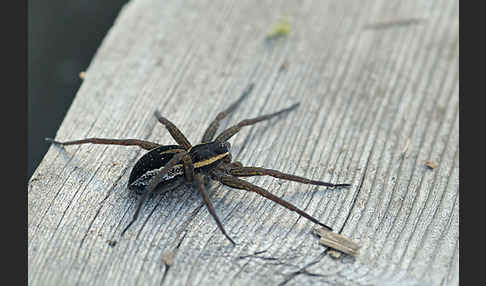 Gerandete Jagdspinne (Dolomedes fimbriatus)