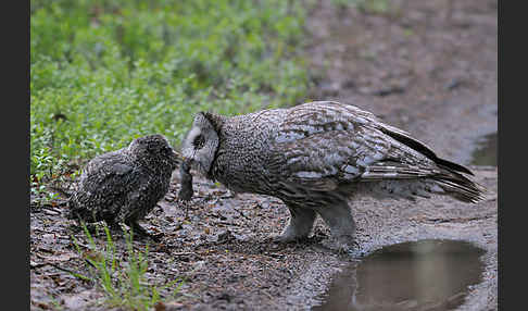 Bartkauz (Strix nebulosa)