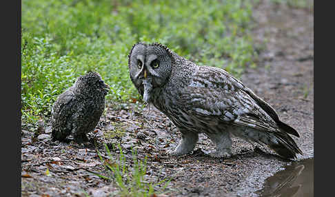 Bartkauz (Strix nebulosa)