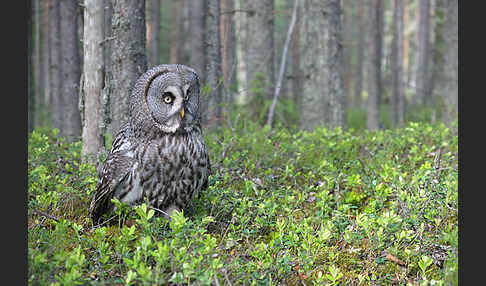 Bartkauz (Strix nebulosa)