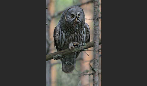 Bartkauz (Strix nebulosa)