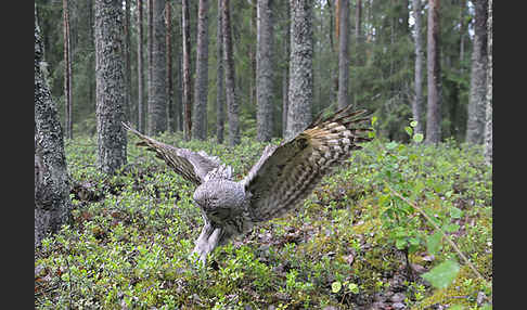 Bartkauz (Strix nebulosa)