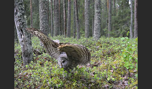 Bartkauz (Strix nebulosa)