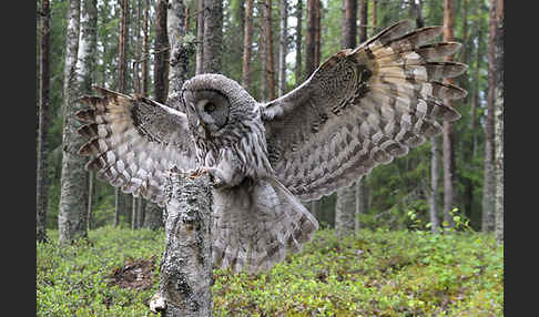 Bartkauz (Strix nebulosa)