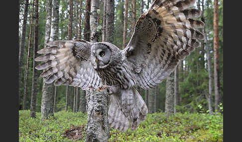 Bartkauz (Strix nebulosa)