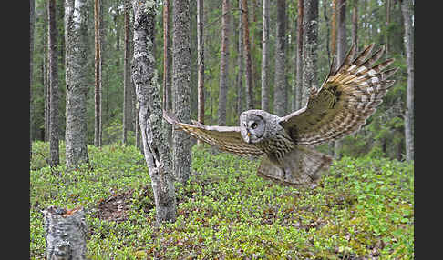 Bartkauz (Strix nebulosa)