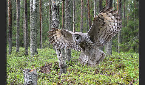 Bartkauz (Strix nebulosa)