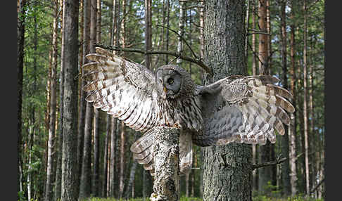 Bartkauz (Strix nebulosa)