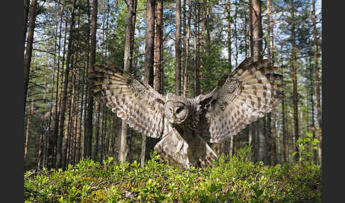 Bartkauz (Strix nebulosa)