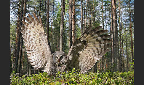 Bartkauz (Strix nebulosa)