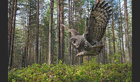 Bartkauz (Strix nebulosa)