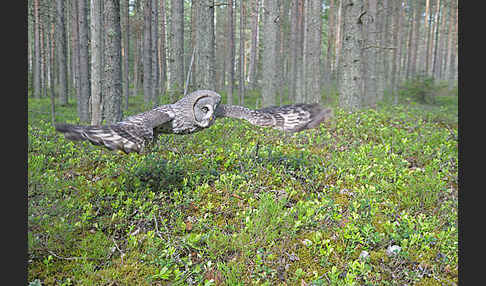 Bartkauz (Strix nebulosa)