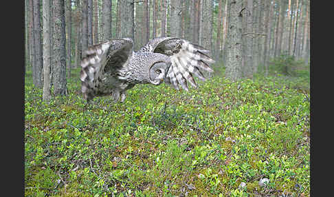 Bartkauz (Strix nebulosa)