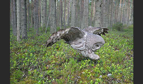 Bartkauz (Strix nebulosa)