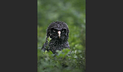 Bartkauz (Strix nebulosa)