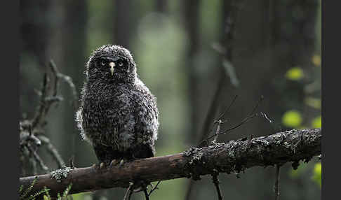 Bartkauz (Strix nebulosa)