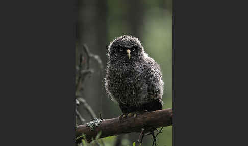 Bartkauz (Strix nebulosa)