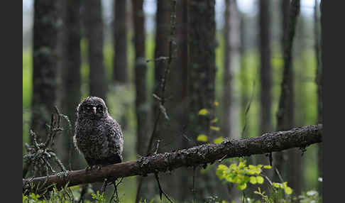 Bartkauz (Strix nebulosa)