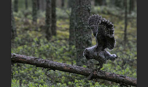 Bartkauz (Strix nebulosa)