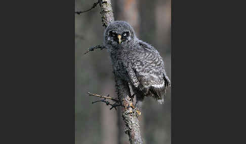 Bartkauz (Strix nebulosa)