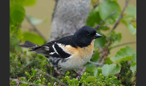 Bergfink (Fringilla montifringilla)