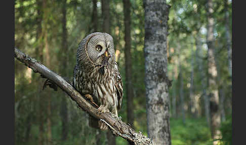 Bartkauz (Strix nebulosa)