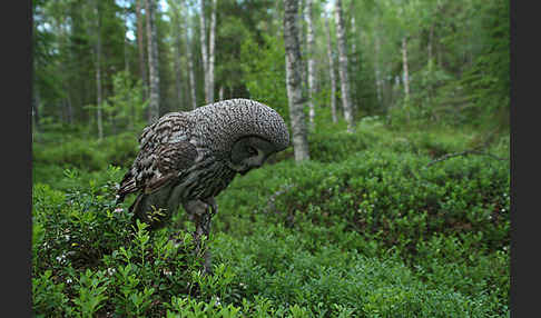 Bartkauz (Strix nebulosa)